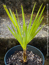 Chamaerops humilis cerifera Blue dwarf palm Moroccan dwarf palm Mediterranean palm Palm tree Small palm tree Drought-resistant plant Indoor plant Outdoor plant Landscaping plant Ornamental plant Low-maintenance plant Hardy plant Sun-loving plant Decorative plant Evergreen plant, TOMs FLOWer CLUB