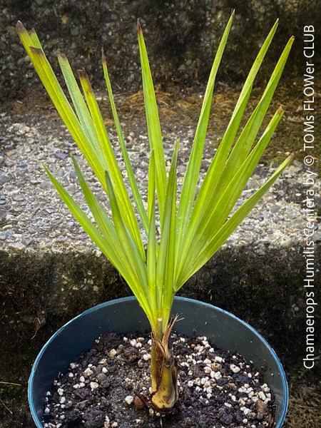 Chamaerops humilis cerifera Blue dwarf palm Moroccan dwarf palm Mediterranean palm Palm tree Small palm tree Drought-resistant plant Indoor plant Outdoor plant Landscaping plant Ornamental plant Low-maintenance plant Hardy plant Sun-loving plant Decorative plant Evergreen plant, TOMs FLOWer CLUB