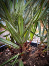 Chamaerops humilis cerifera Blue dwarf palm Moroccan dwarf palm Mediterranean palm Palm tree Small palm tree Drought-resistant plant Indoor plant Outdoor plant Landscaping plant Ornamental plant Low-maintenance plant Hardy plant Sun-loving plant Decorative plant Evergreen plant, TOMs FLOWer CLUB