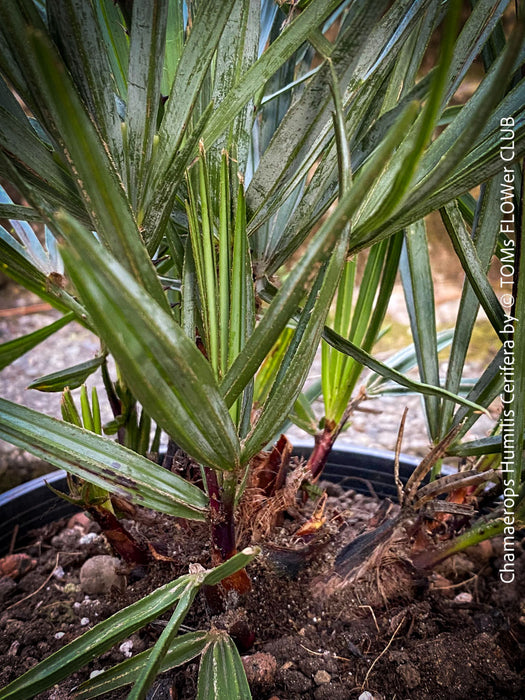 Chamaerops humilis cerifera Blue dwarf palm Moroccan dwarf palm Mediterranean palm Palm tree Small palm tree Drought-resistant plant Indoor plant Outdoor plant Landscaping plant Ornamental plant Low-maintenance plant Hardy plant Sun-loving plant Decorative plant Evergreen plant, TOMs FLOWer CLUB