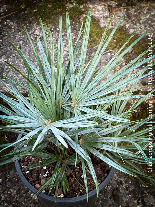 Chamaerops humilis cerifera Blue dwarf palm Moroccan dwarf palm Mediterranean palm Palm tree Small palm tree Drought-resistant plant Indoor plant Outdoor plant Landscaping plant Ornamental plant Low-maintenance plant Hardy plant Sun-loving plant Decorative plant Evergreen plant, TOMs FLOWer CLUB