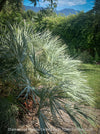 Chamaerops humilis cerifera Blue dwarf palm Moroccan dwarf palm Mediterranean palm Palm tree Small palm tree Drought-resistant plant Indoor plant Outdoor plant Landscaping plant Ornamental plant Low-maintenance plant Hardy plant Sun-loving plant Decorative plant Evergreen plant, TOMs FLOWer CLUB