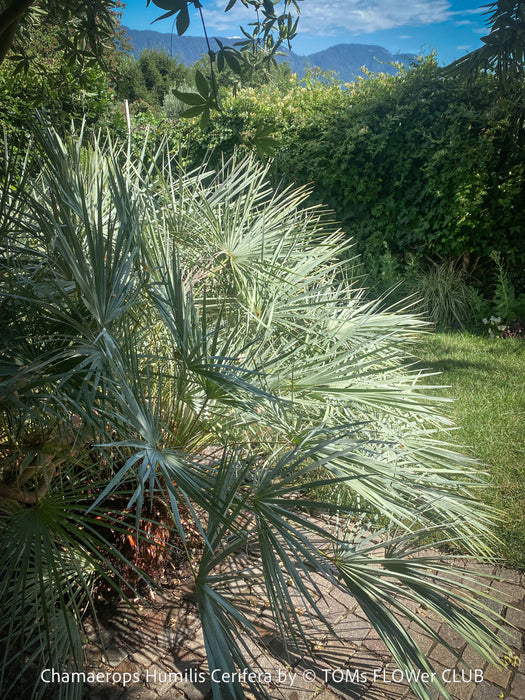 Chamaerops humilis cerifera Blue dwarf palm Moroccan dwarf palm Mediterranean palm Palm tree Small palm tree Drought-resistant plant Indoor plant Outdoor plant Landscaping plant Ornamental plant Low-maintenance plant Hardy plant Sun-loving plant Decorative plant Evergreen plant, TOMs FLOWer CLUB