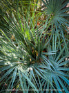 Chamaerops humilis cerifera Blue dwarf palm Moroccan dwarf palm Mediterranean palm Palm tree Small palm tree Drought-resistant plant Indoor plant Outdoor plant Landscaping plant Ornamental plant Low-maintenance plant Hardy plant Sun-loving plant Decorative plant Evergreen plant, TOMs FLOWer CLUB