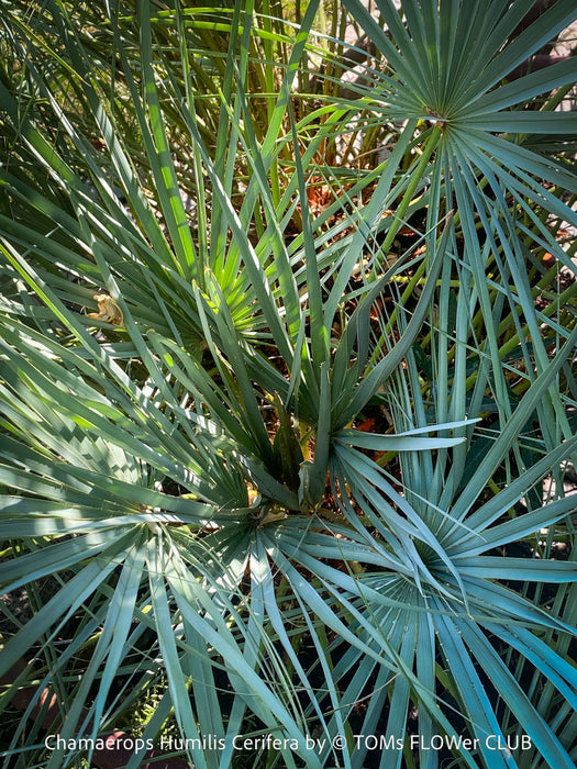 Chamaerops humilis cerifera Blue dwarf palm Moroccan dwarf palm Mediterranean palm Palm tree Small palm tree Drought-resistant plant Indoor plant Outdoor plant Landscaping plant Ornamental plant Low-maintenance plant Hardy plant Sun-loving plant Decorative plant Evergreen plant, TOMs FLOWer CLUB