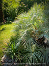 Chamaerops humilis cerifera Blue dwarf palm Moroccan dwarf palm Mediterranean palm Palm tree Small palm tree Drought-resistant plant Indoor plant Outdoor plant Landscaping plant Ornamental plant Low-maintenance plant Hardy plant Sun-loving plant Decorative plant Evergreen plant, TOMs FLOWer CLUB