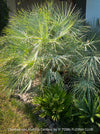 Chamaerops humilis cerifera Blue dwarf palm Moroccan dwarf palm Mediterranean palm Palm tree Small palm tree Drought-resistant plant Indoor plant Outdoor plant Landscaping plant Ornamental plant Low-maintenance plant Hardy plant Sun-loving plant Decorative plant Evergreen plant, TOMs FLOWer CLUB