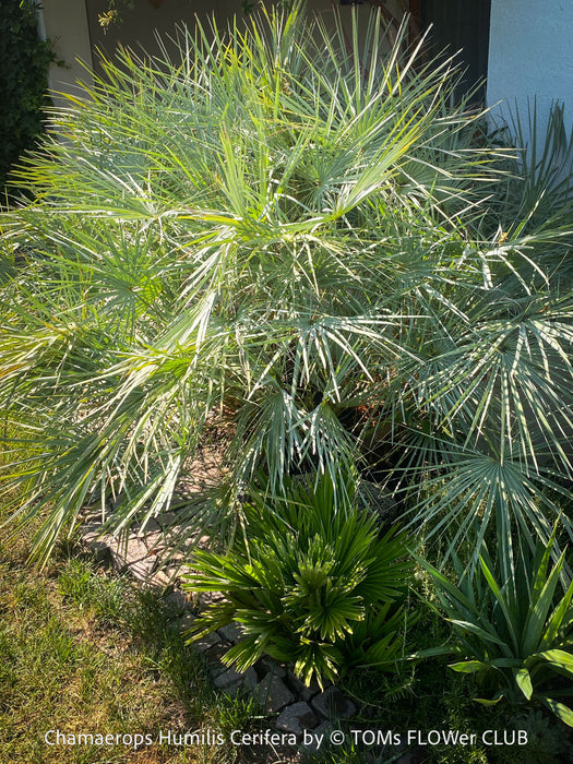 Chamaerops humilis cerifera Blue dwarf palm Moroccan dwarf palm Mediterranean palm Palm tree Small palm tree Drought-resistant plant Indoor plant Outdoor plant Landscaping plant Ornamental plant Low-maintenance plant Hardy plant Sun-loving plant Decorative plant Evergreen plant, TOMs FLOWer CLUB