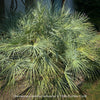 Chamaerops humilis cerifera Blue dwarf palm Moroccan dwarf palm Mediterranean palm Palm tree Small palm tree Drought-resistant plant Indoor plant Outdoor plant Landscaping plant Ornamental plant Low-maintenance plant Hardy plant Sun-loving plant Decorative plant Evergreen plant, TOMs FLOWer CLUB
