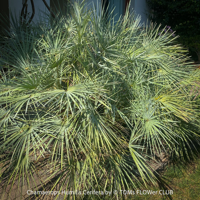 Chamaerops humilis cerifera Blue dwarf palm Moroccan dwarf palm Mediterranean palm Palm tree Small palm tree Drought-resistant plant Indoor plant Outdoor plant Landscaping plant Ornamental plant Low-maintenance plant Hardy plant Sun-loving plant Decorative plant Evergreen plant, TOMs FLOWer CLUB