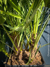 Chamaerops Humilis, Mediterranean Fan Palm, hardy palms, organically grown tropical plants for sale at TOMs FLOWer CLUB
