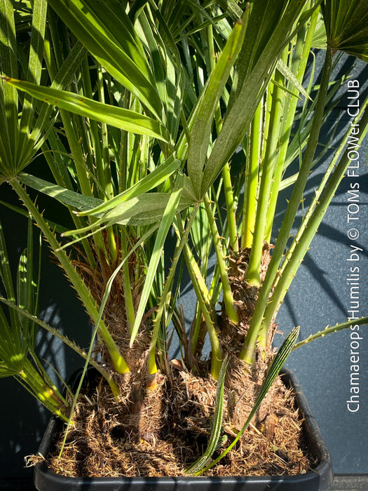 Chamaerops Humilis, Mediterranean Fan Palm, hardy palms, organically grown tropical plants for sale at TOMs FLOWer CLUB