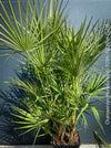 Chamaerops Humilis, Mediterranean Fan Palm, hardy palms, organically grown tropical plants for sale at TOMs FLOWer CLUB