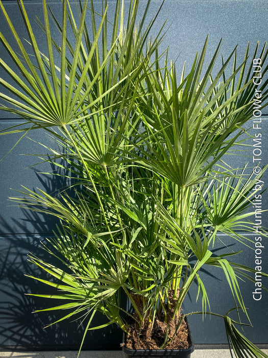 Chamaerops Humilis, Mediterranean Fan Palm, hardy palms, organically grown tropical plants for sale at TOMs FLOWer CLUB