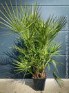 Chamaerops Humilis, Mediterranean Fan Palm, hardy palms, organically grown tropical plants for sale at TOMs FLOWer CLUB