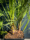 Chamaerops Humilis, Mediterranean Fan Palm, hardy palms, organically grown tropical plants for sale at TOMs FLOWer CLUB