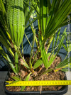 Chamaerops Humilis, Mediterranean Fan Palm, hardy palms, organically grown tropical plants for sale at TOMs FLOWer CLUB