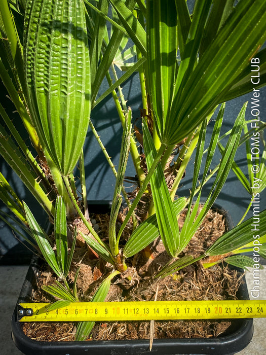 Chamaerops Humilis, Mediterranean Fan Palm, hardy palms, organically grown tropical plants for sale at TOMs FLOWer CLUB