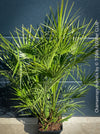 Chamaerops Humilis, Mediterranean Fan Palm, hardy palms, organically grown tropical plants for sale at TOMs FLOWer CLUB