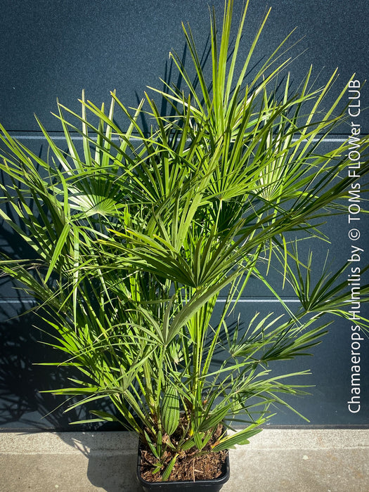 Chamaerops Humilis, Mediterranean Fan Palm, hardy palms, organically grown tropical plants for sale at TOMs FLOWer CLUB