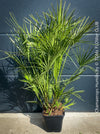 Chamaerops Humilis, Mediterranean Fan Palm, hardy palms, organically grown tropical plants for sale at TOMs FLOWer CLUB