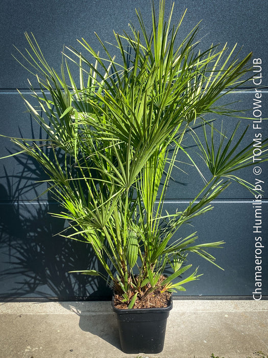 Chamaerops Humilis, Mediterranean Fan Palm, hardy palms, organically grown tropical plants for sale at TOMs FLOWer CLUB