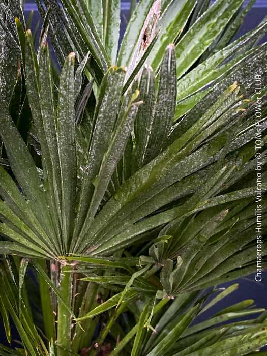 Chamaerops Humilis Vulcano, dwarf palm tree, Zwergpalme, organically grown tropical plants for sale at TOMs FLOWer CLUB