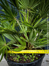 Chamaerops Humilis Vulcano, dwarf palm tree, Zwergpalme, organically grown tropical plants for sale at TOMs FLOWer CLUB