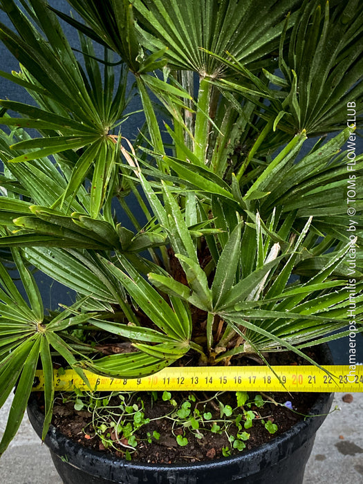 Chamaerops Humilis Vulcano, dwarf palm tree, Zwergpalme, organically grown tropical plants for sale at TOMs FLOWer CLUB
