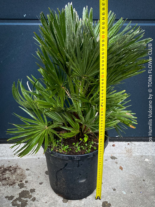 Chamaerops Humilis Vulcano, dwarf palm tree, Zwergpalme, organically grown tropical plants for sale at TOMs FLOWer CLUB