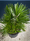 Chamaerops Humilis Vulcano, dwarf palm tree, Zwergpalme, organically grown tropical plants for sale at TOMs FLOWer CLUB