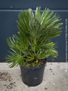 Chamaerops Humilis Vulcano, dwarf palm tree, Zwergpalme, organically grown tropical plants for sale at TOMs FLOWer CLUB