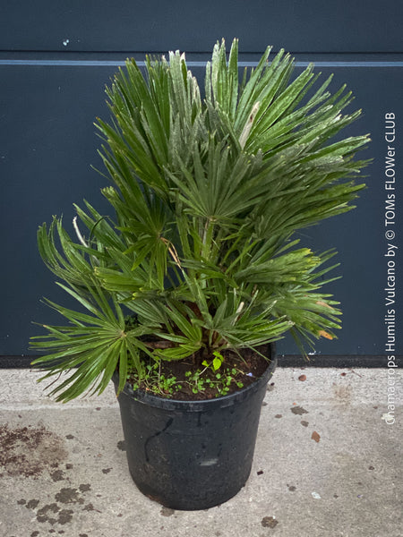 Chamaerops Humilis Vulcano, dwarf palm tree, Zwergpalme, organically grown tropical plants for sale at TOMs FLOWer CLUB