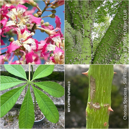 Chorisia speciosa Silk Floss Tree Plant Care for Chorisia speciosa Chorisia speciosa Tree Silk Floss Tree Care Chorisia speciosa Planting and Maintenance Chorisia speciosa Care Guide Chorisia speciosa Tree Species Chorisia speciosa Tree Care Tips Chorisia speciosa for Landscaping Seidenbaum Pflanzenpflege für Chorisia speciosa Chorisia speciosa Baum Seidenbaum Pflege Chorisia speciosa Pflanzung und Pflege Chorisia speciosa Pflegeanleitung Chorisia speciosa Baumart Pflegetipps TOMs FLOWer CLUB