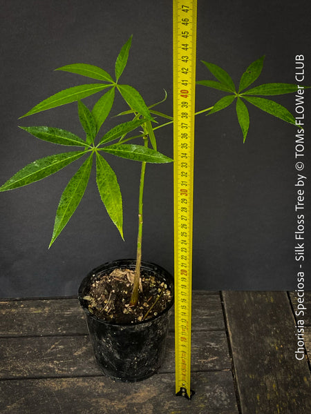 Chorisia speciosa Silk Floss Tree Plant Care for Chorisia speciosa Chorisia speciosa Tree Silk Floss Tree Care Chorisia speciosa Planting and Maintenance Chorisia speciosa Care Guide Chorisia speciosa Tree Species Chorisia speciosa Tree Care Tips Chorisia speciosa for Landscaping Seidenbaum Pflanzenpflege für Chorisia speciosa Chorisia speciosa Baum Seidenbaum Pflege Chorisia speciosa Pflanzung und Pflege Chorisia speciosa Pflegeanleitung Chorisia speciosa Baumart Pflegetipps TOMs FLOWer CLUB