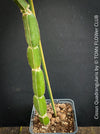 Cissus Quadrangularis, organically grown succulent plants for sale at TOMsFLOWer CLUB in Zurich, Switzerland.