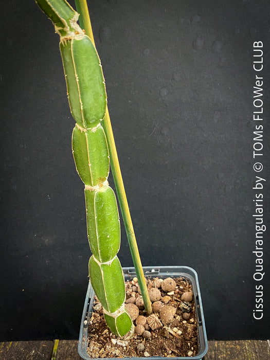 Cissus Quadrangularis, organically grown succulent plants for sale at TOMsFLOWer CLUB in Zurich, Switzerland.