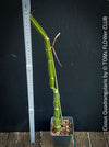 Cissus Quadrangularis, organically grown succulent plants for sale at TOMsFLOWer CLUB in Zurich, Switzerland.