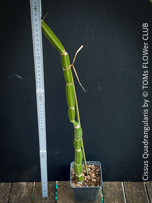 Cissus Quadrangularis, organically grown succulent plants for sale at TOMsFLOWer CLUB in Zurich, Switzerland.