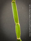 Cissus Quadrangularis, organically grown succulent plants for sale at TOMsFLOWer CLUB in Zurich, Switzerland.