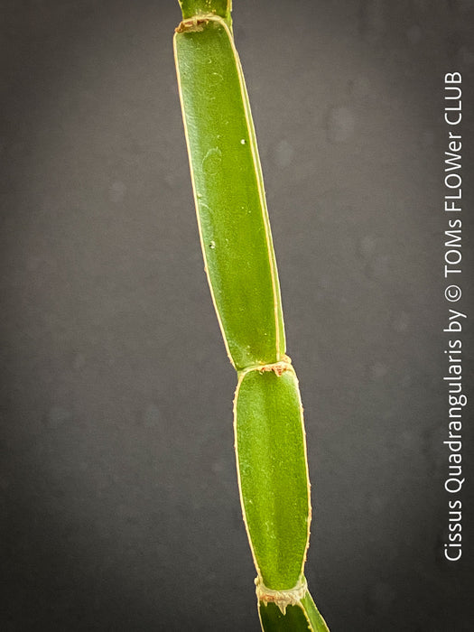 Cissus Quadrangularis, organically grown succulent plants for sale at TOMsFLOWer CLUB in Zurich, Switzerland.