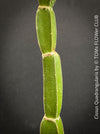 Cissus Quadrangularis, organically grown succulent plants for sale at TOMsFLOWer CLUB in Zurich, Switzerland.
