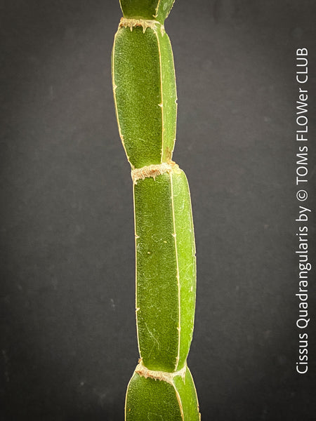 Cissus Quadrangularis, organically grown succulent plants for sale at TOMsFLOWer CLUB in Zurich, Switzerland.