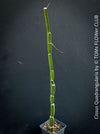 Cissus Quadrangularis, organically grown succulent plants for sale at TOMsFLOWer CLUB in Zurich, Switzerland.