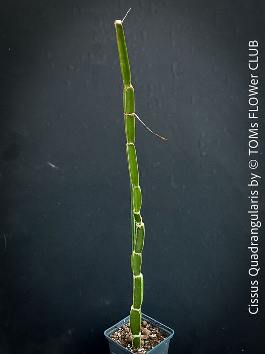 Cissus Quadrangularis, organically grown succulent plants for sale at TOMsFLOWer CLUB in Zurich, Switzerland.