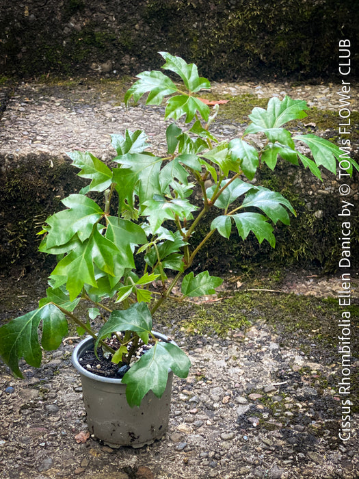 Cissus Rhombifolia Ellen Danica, Oak Leaf Ivy, Grape Ivy organically grown, for sale at TOMs FLOWer CLUB.