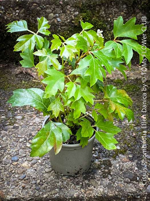 Cissus Rhombifolia Ellen Danica, Oak Leaf Ivy, Grape Ivy organically grown, for sale at TOMs FLOWer CLUB.