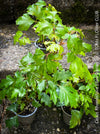 Cissus Rhombifolia Ellen Danica, Oak Leaf Ivy, Grape Ivy organically grown, for sale at TOMs FLOWer CLUB.