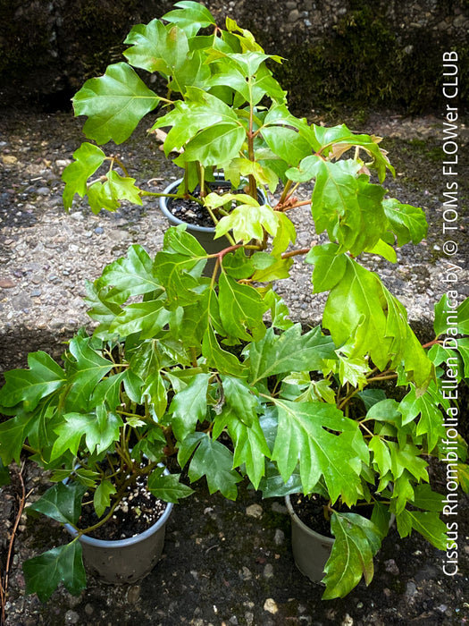 Cissus Rhombifolia Ellen Danica, Oak Leaf Ivy, Grape Ivy organically grown, for sale at TOMs FLOWer CLUB.