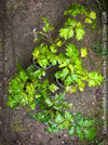 Cissus Rhombifolia Ellen Danica, Oak Leaf Ivy, Grape Ivy organically grown, for sale at TOMs FLOWer CLUB.
